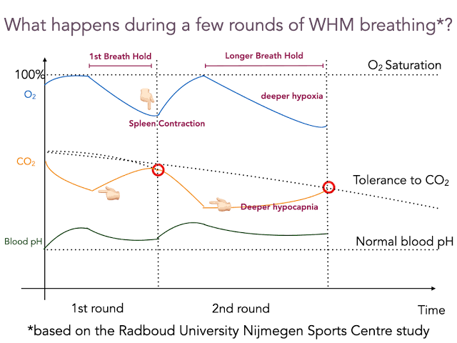 Wim Hof Method blood chemistry diagram
