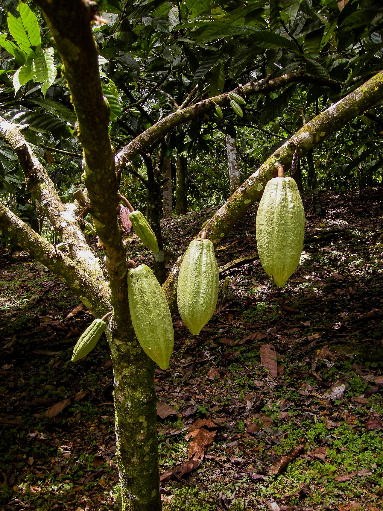Kakaofrüchte am Stamm eines Theobroma-cacao-Baums