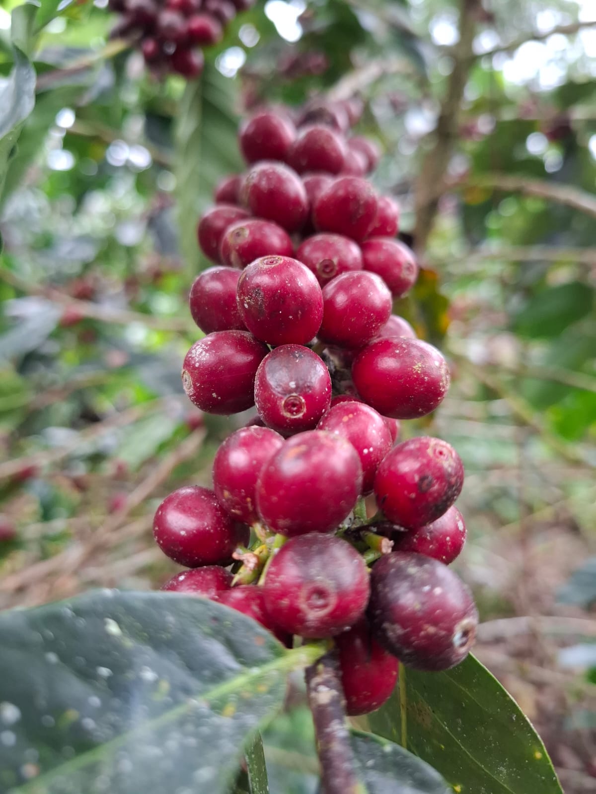 Reife rote Kaffeekirschen an einem Zweig von Coffea arabica