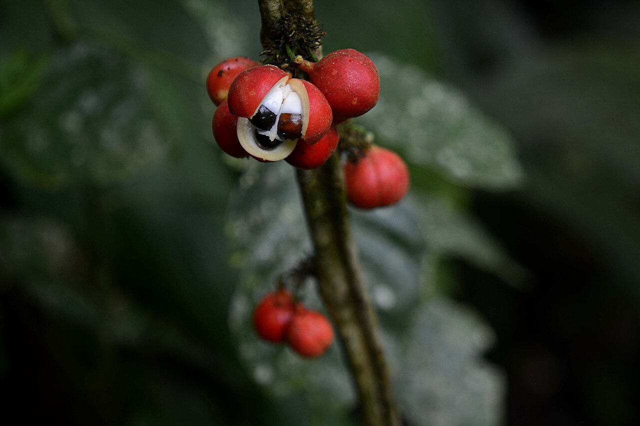 Guaraná-Frucht von Paullinia cupana mit roten Kapseln und schwarzen Samen