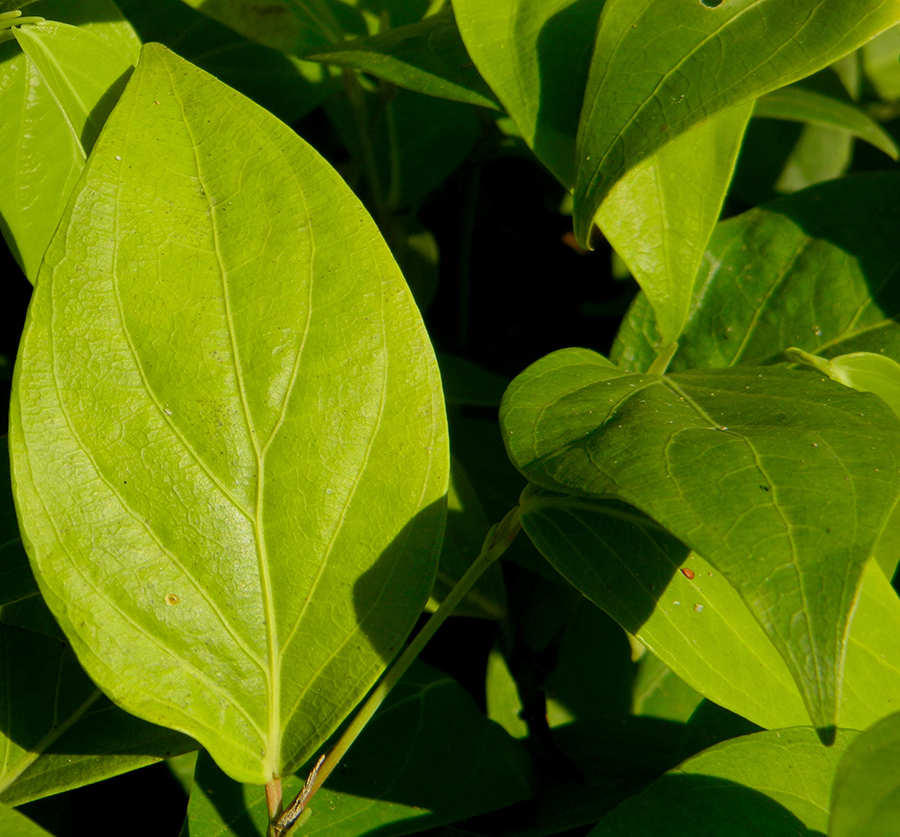 Frische grüne Blätter des Guayusa-Baums Ilex guayusa
