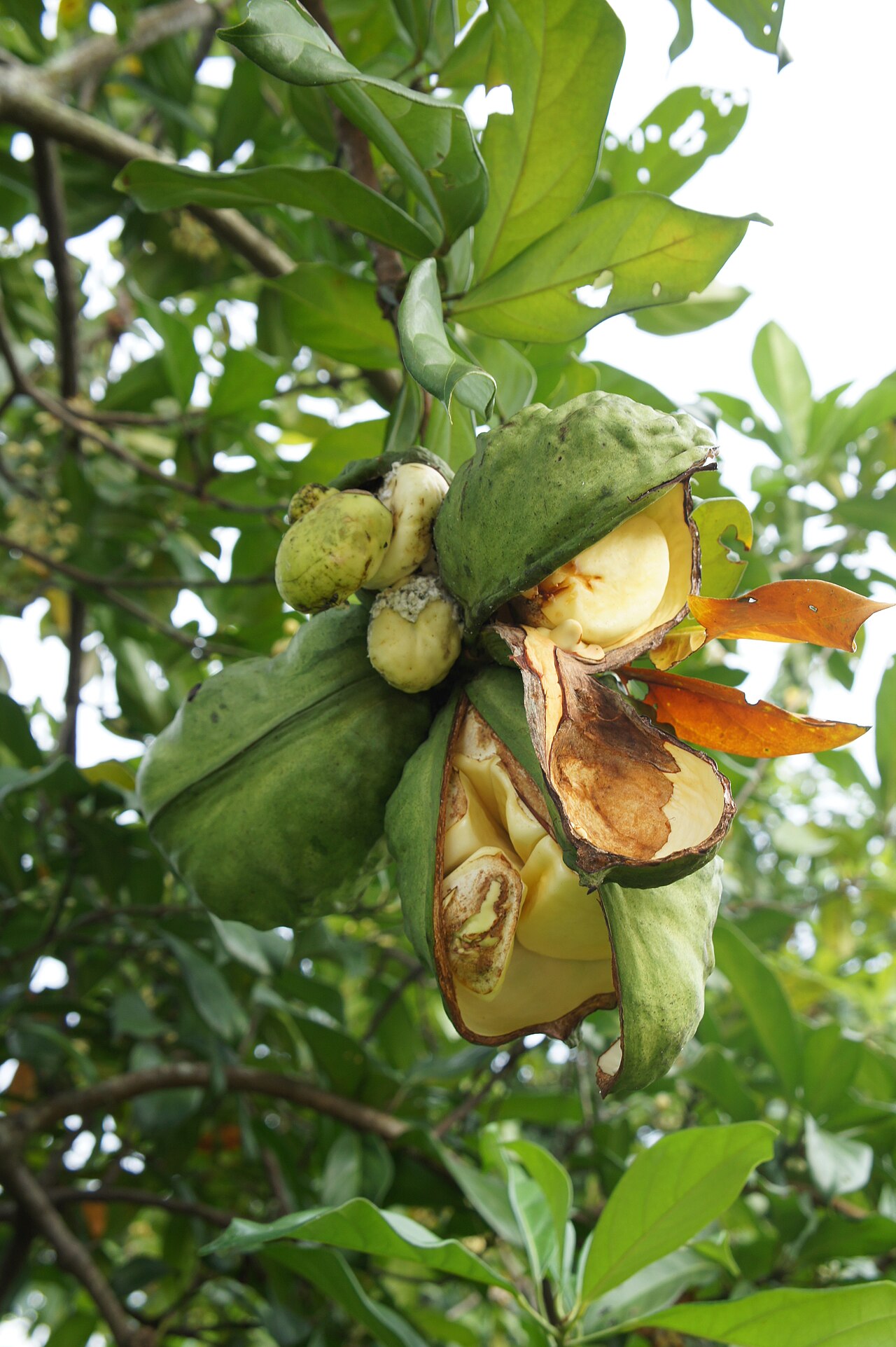 Früchte des Kolabaums Cola nitida