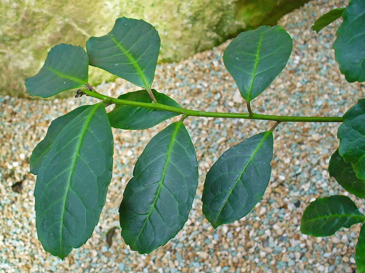 Blätter des Mate-Baums Ilex paraguariensis