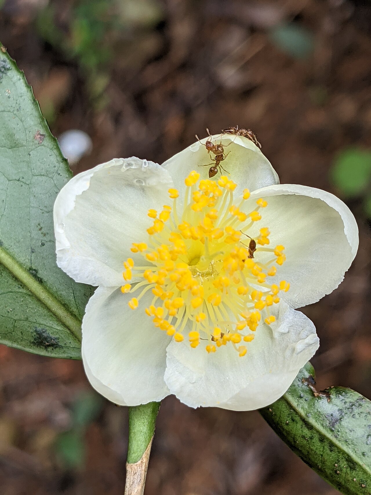 Blüte und frische Blätter der Teepflanze Camellia sinensis